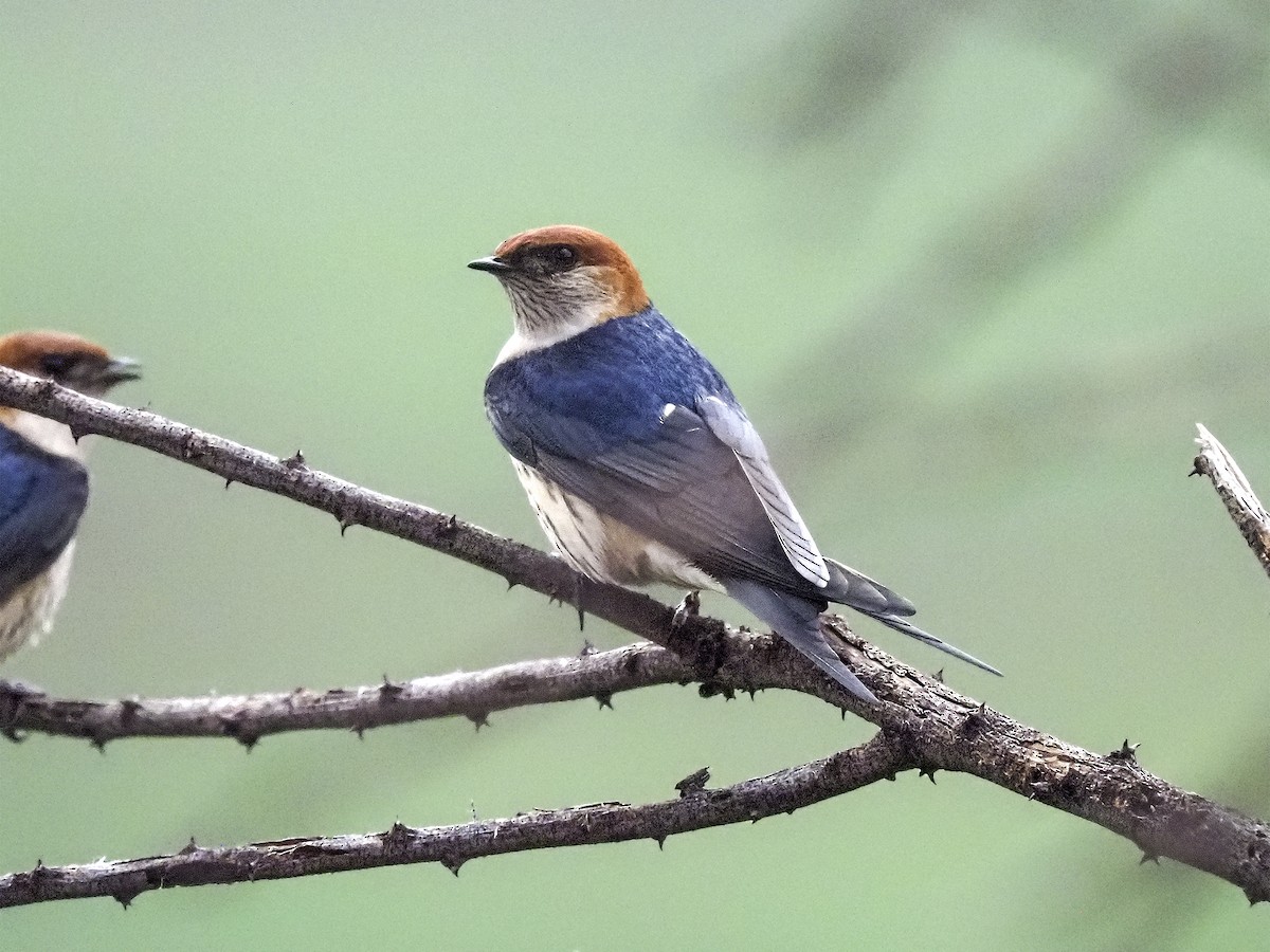 Greater Striped Swallow - ML598065211