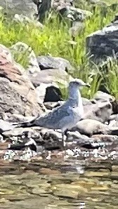 Ring-billed Gull - Sam Hogenson