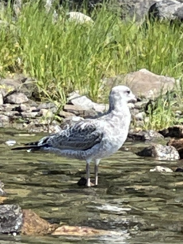 Ring-billed Gull - Sam Hogenson