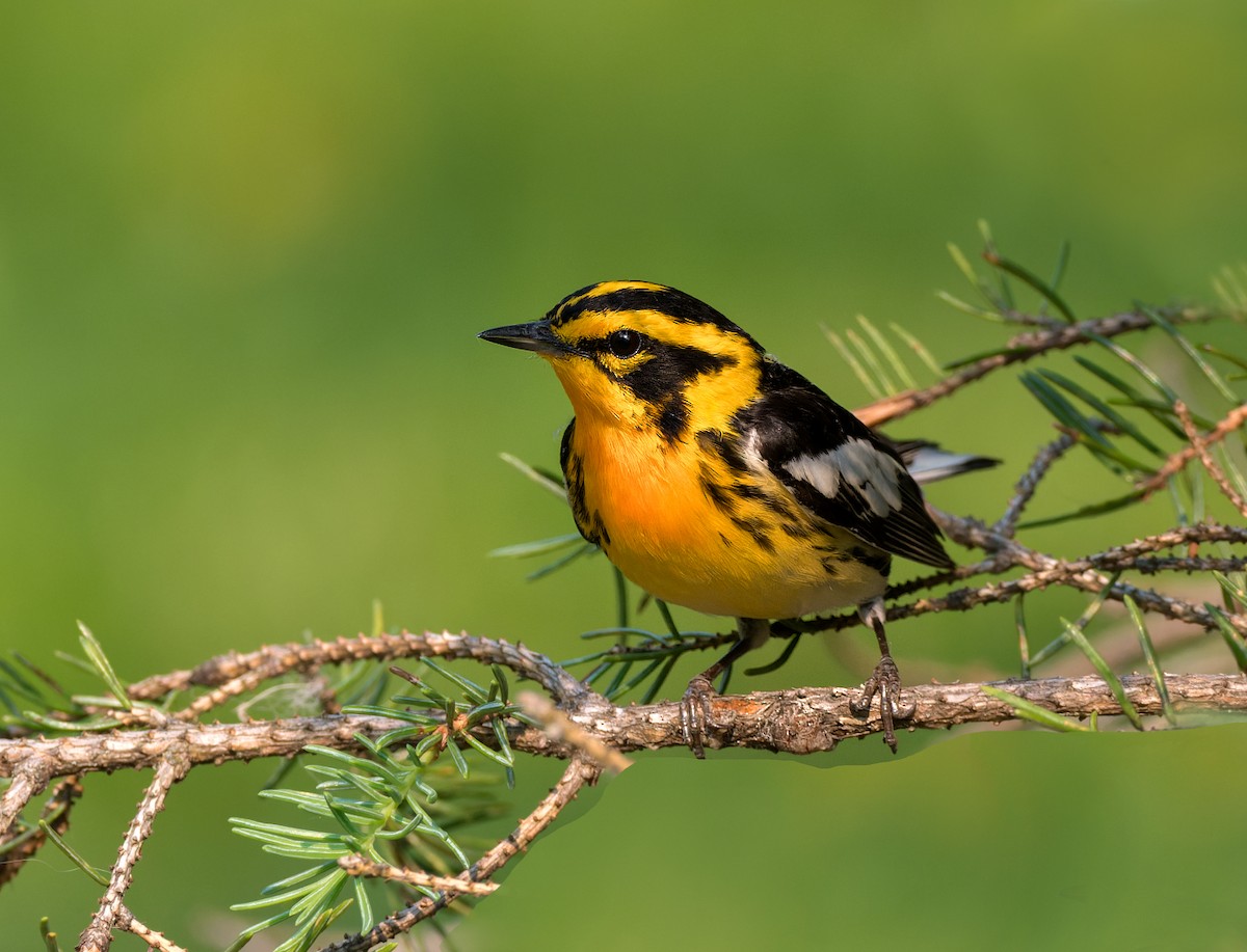 Blackburnian Warbler - ML598065371