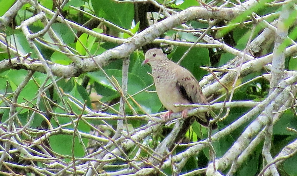 Common Ground Dove - Oliver  Komar