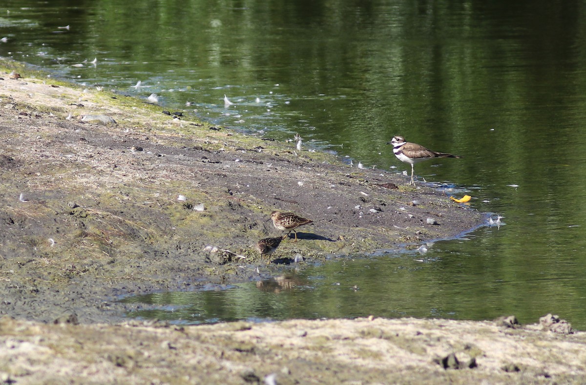 Least Sandpiper - Heather Rowan