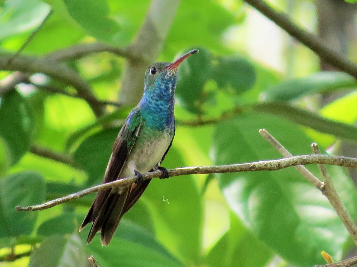 Honduran Emerald - ML59806671