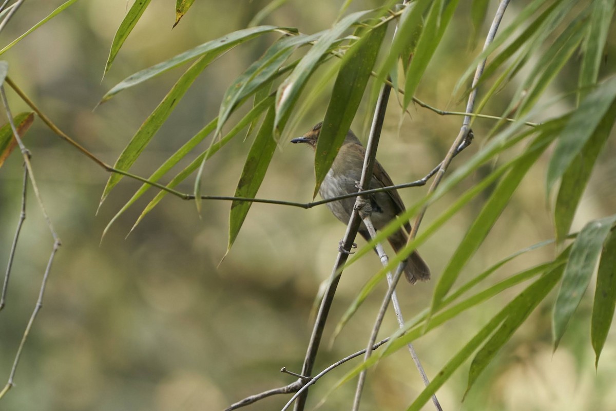 Slaty-blue Flycatcher - ML598067481