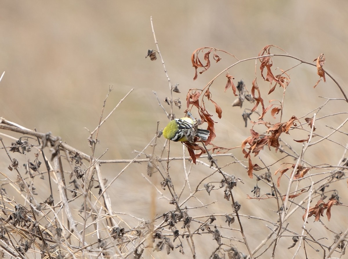 White-tailed Iora - ML598067711