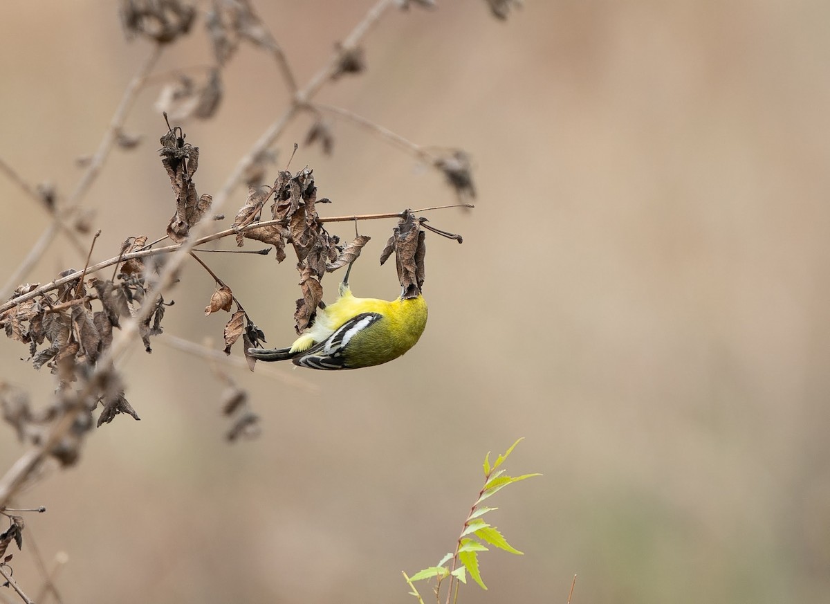 White-tailed Iora - ML598067721