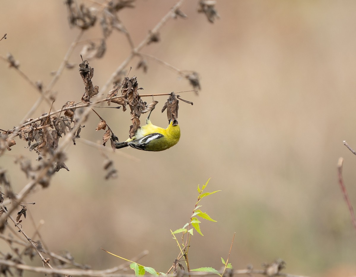 White-tailed Iora - ML598067731
