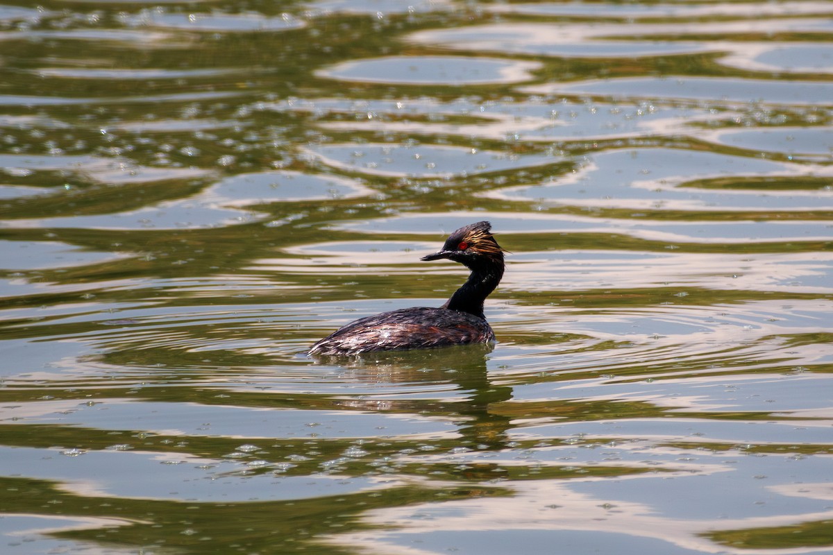 Eared Grebe - ML598067781