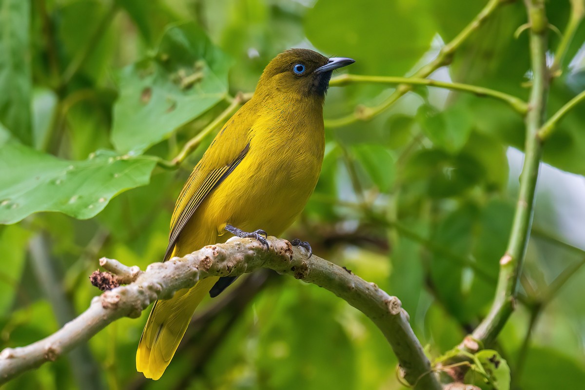 Andaman Bulbul - Saswat Mishra