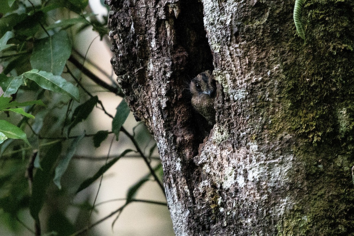 Vogelkop Owlet-nightjar - Mathieu Bally