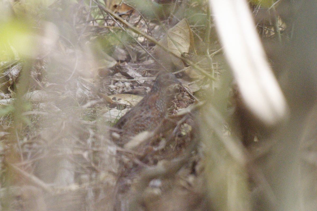 Painted Buttonquail - ML598068551