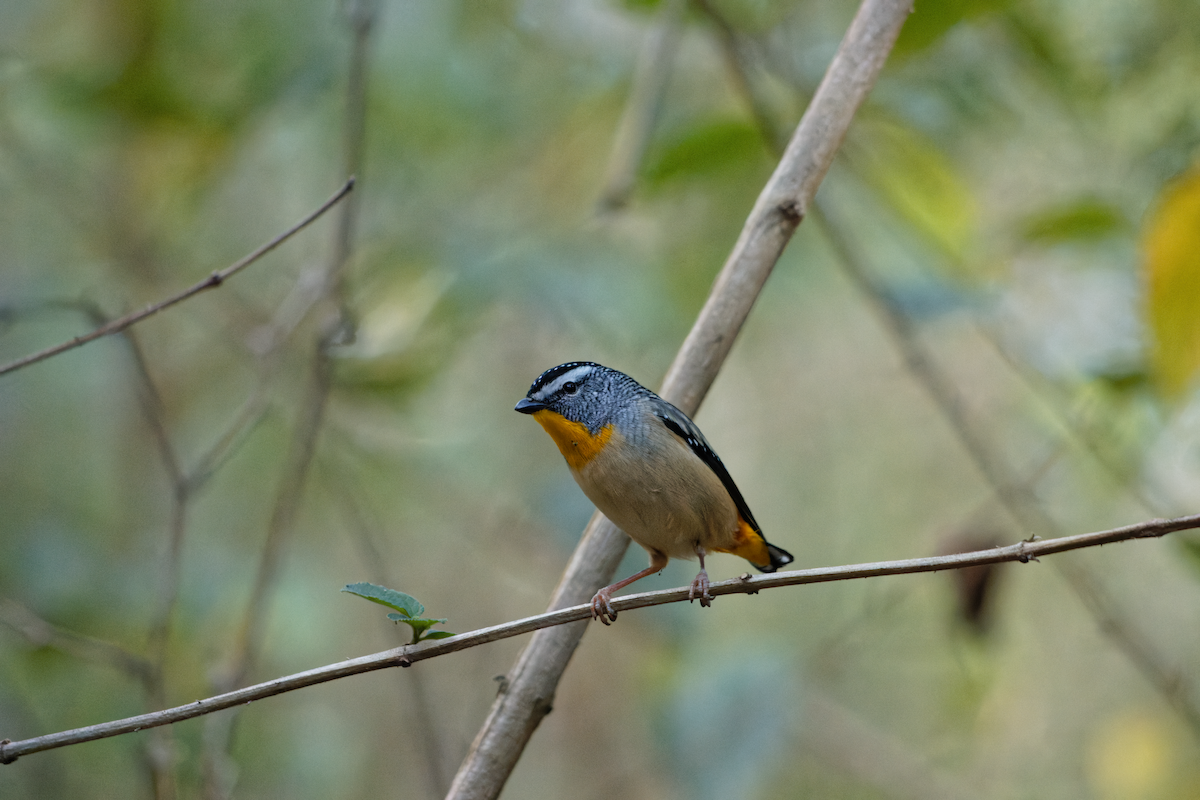 Spotted Pardalote - ML598068571