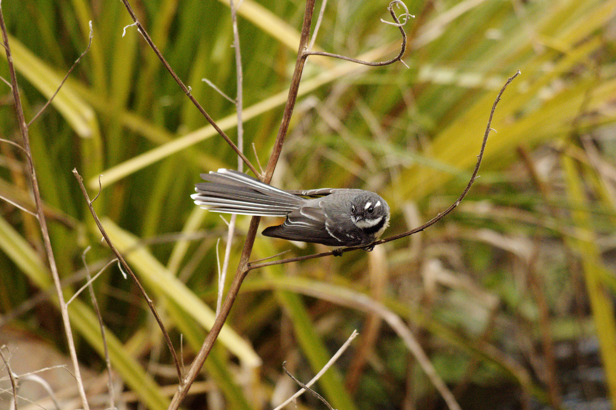 Gray Fantail - ML598068581