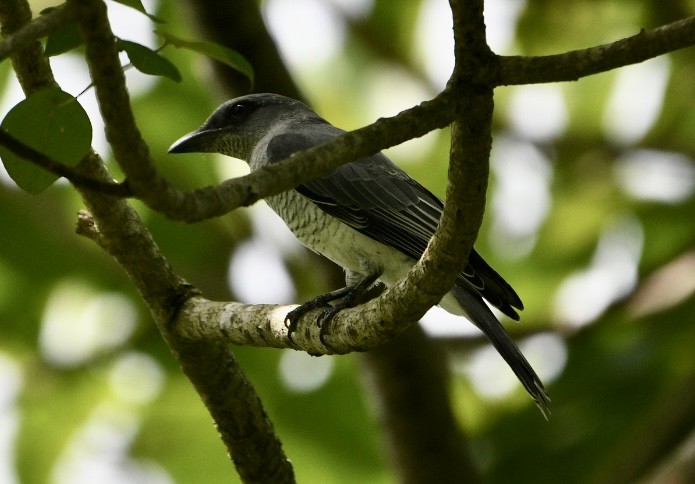 Large Cuckooshrike (Indian) - ML598068651