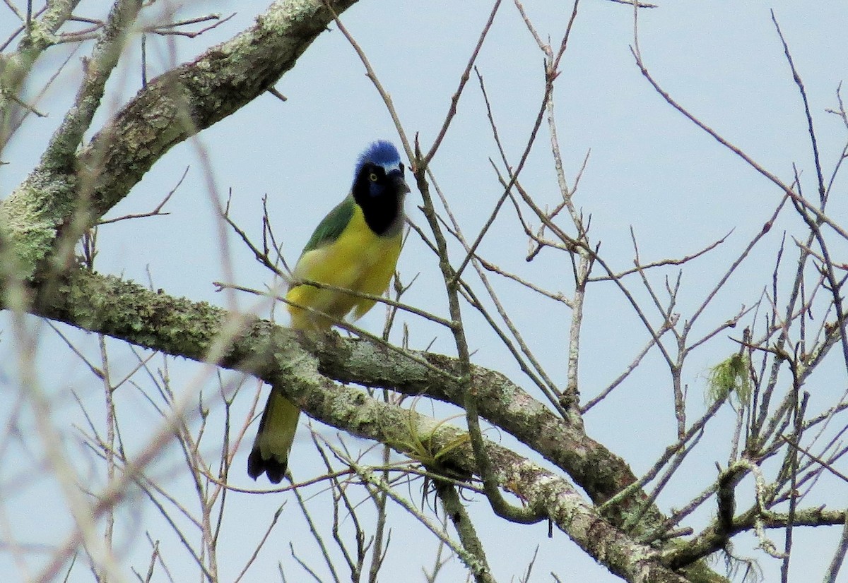 Green Jay - ML59806881