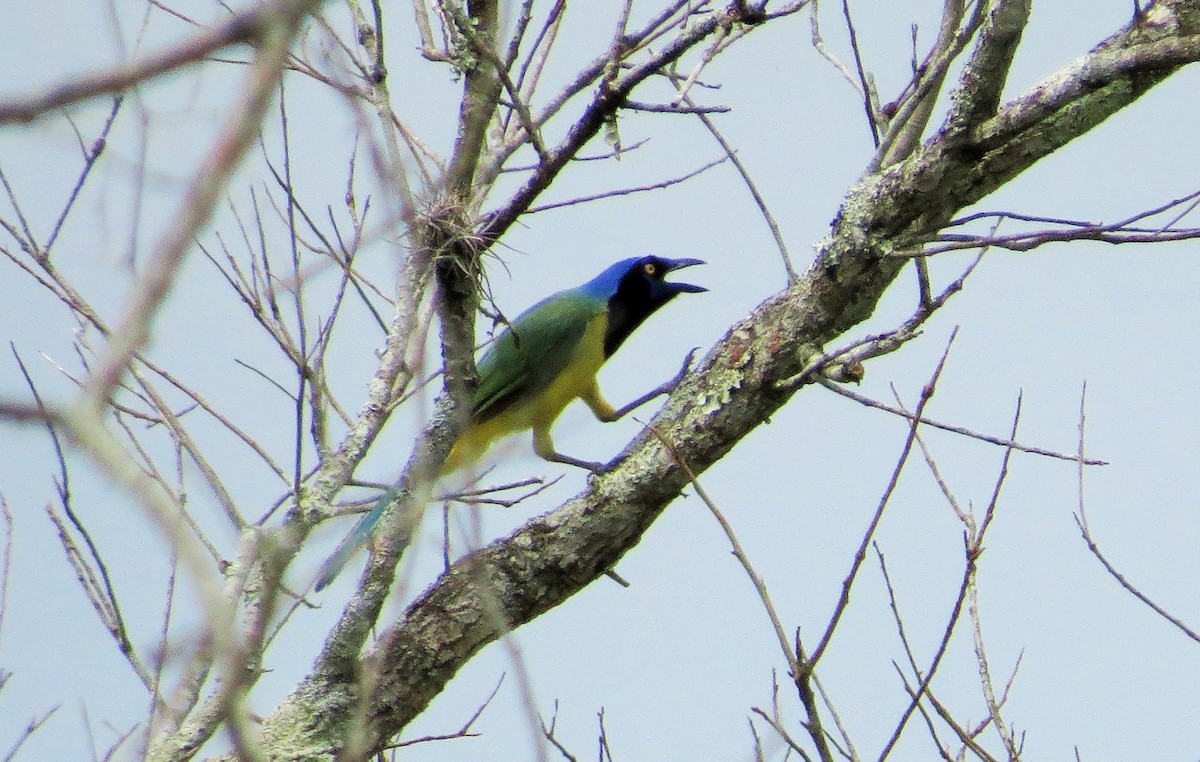 Green Jay - Oliver  Komar