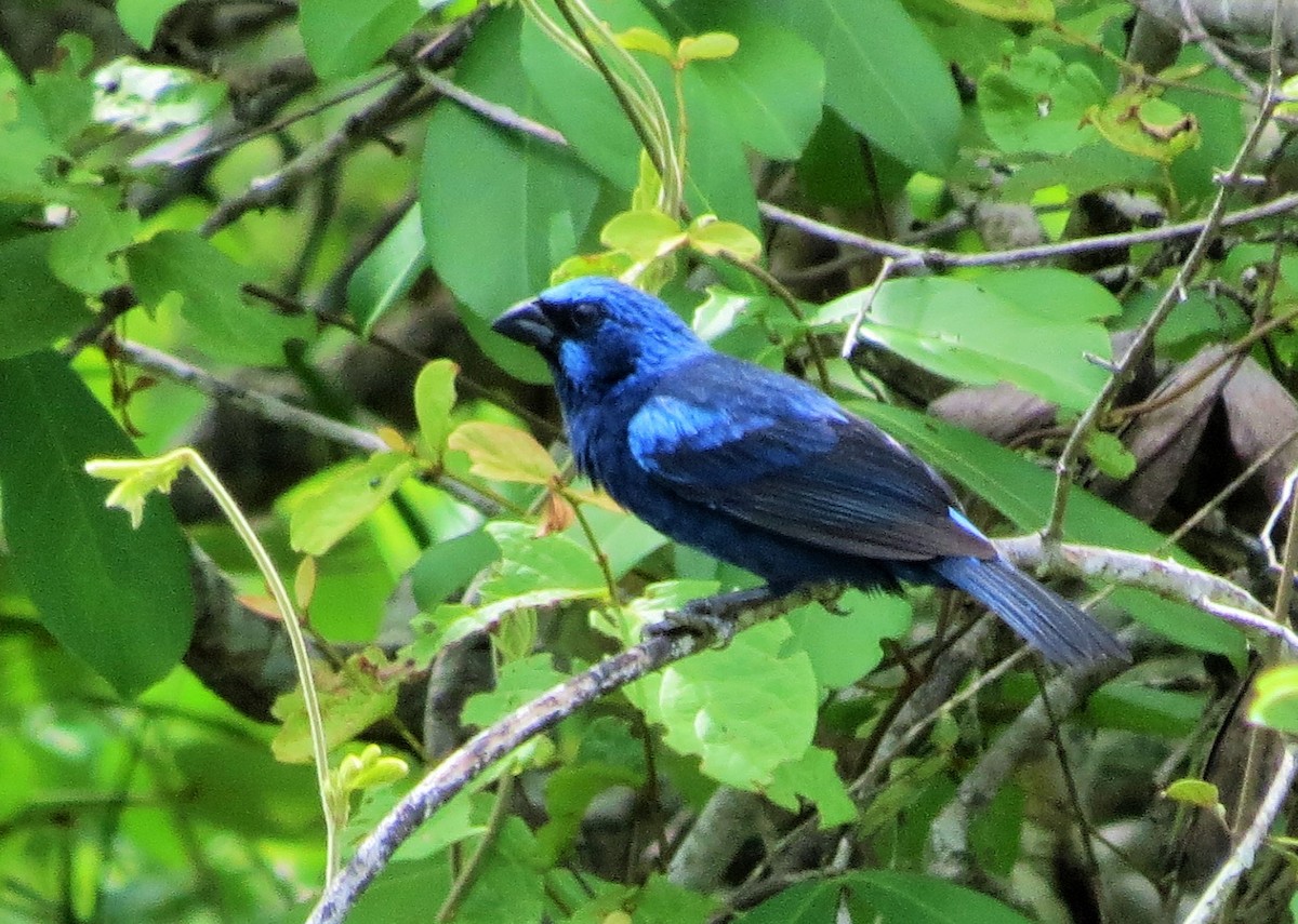 Blue Bunting - ML59806951