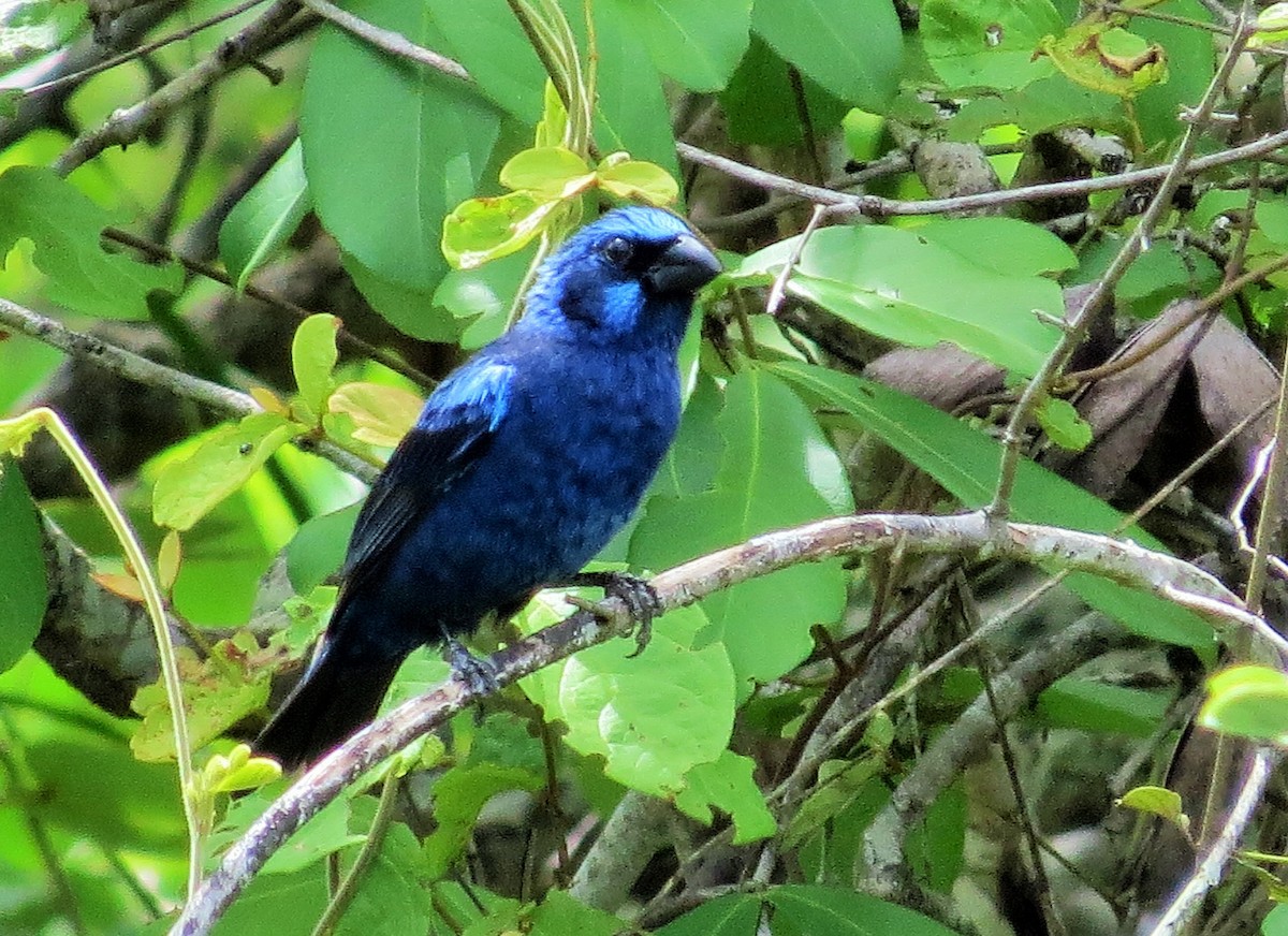 Blue Bunting - ML59806961