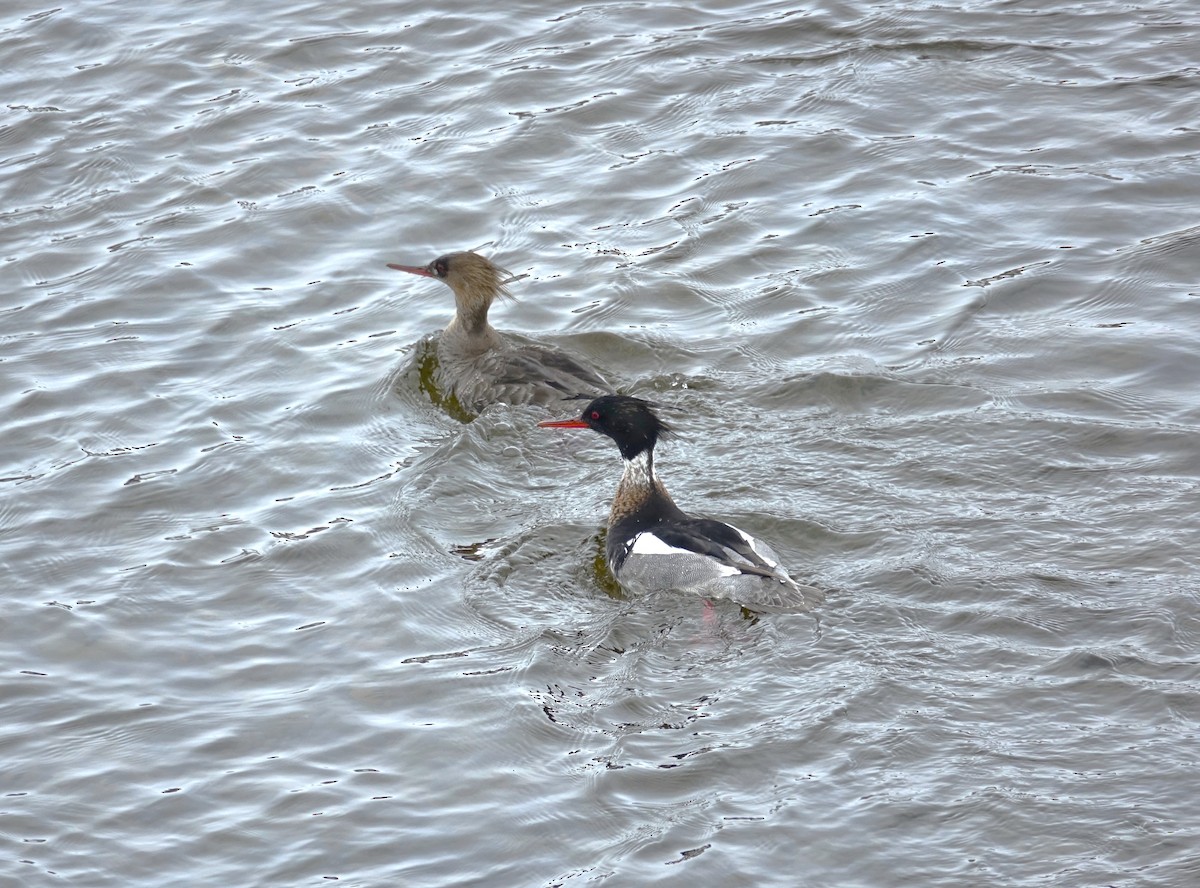 Red-breasted Merganser - ML598069841