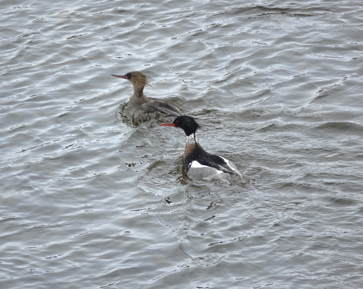 Red-breasted Merganser - ML598069851