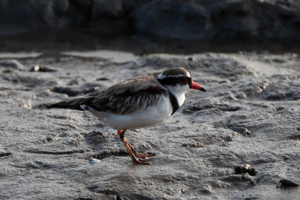 Black-fronted Dotterel - Ray Wise