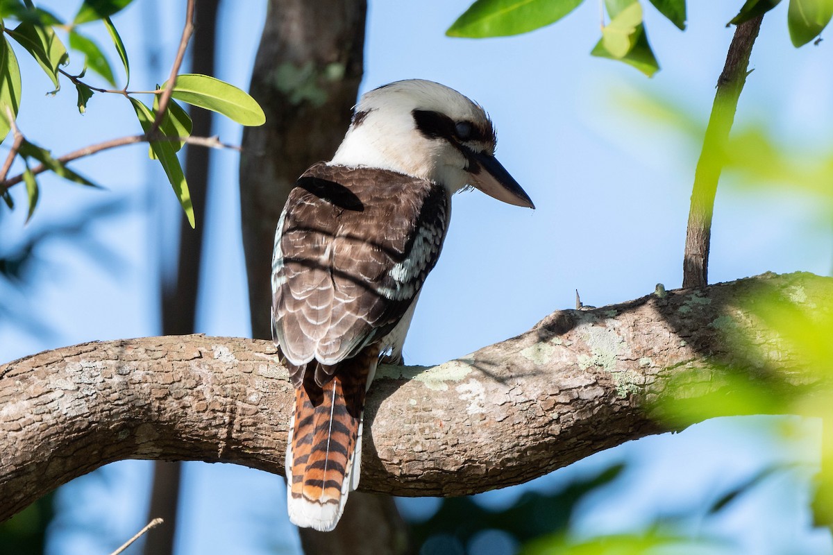 Laughing Kookaburra - ML598072871