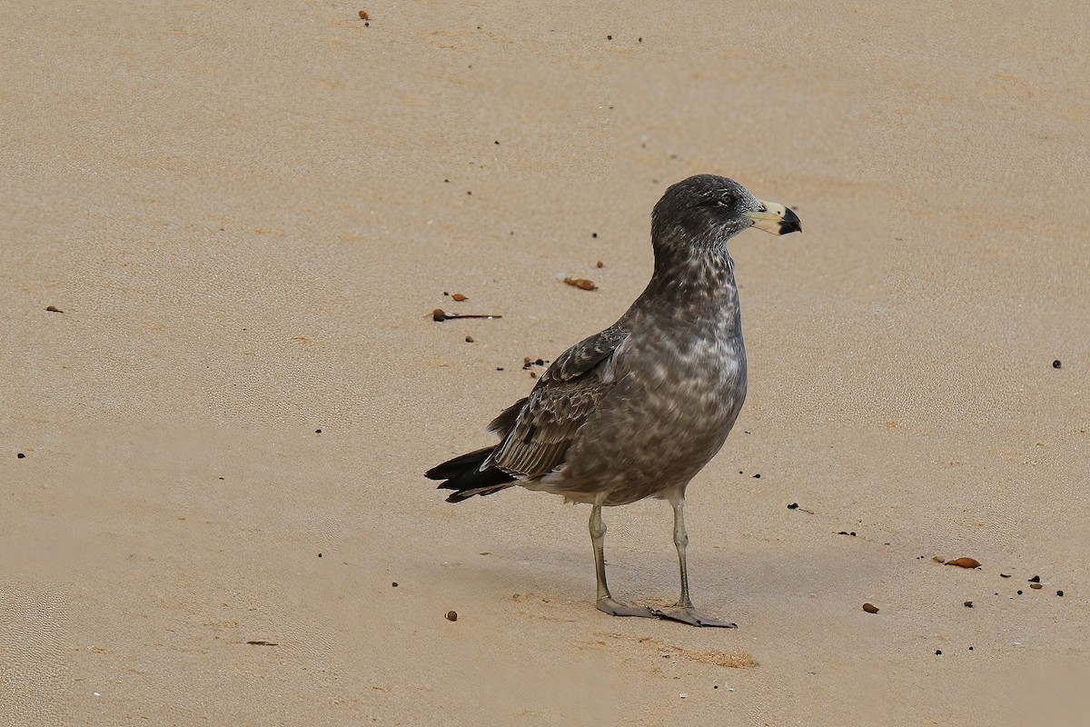 Pacific Gull - ML598073641
