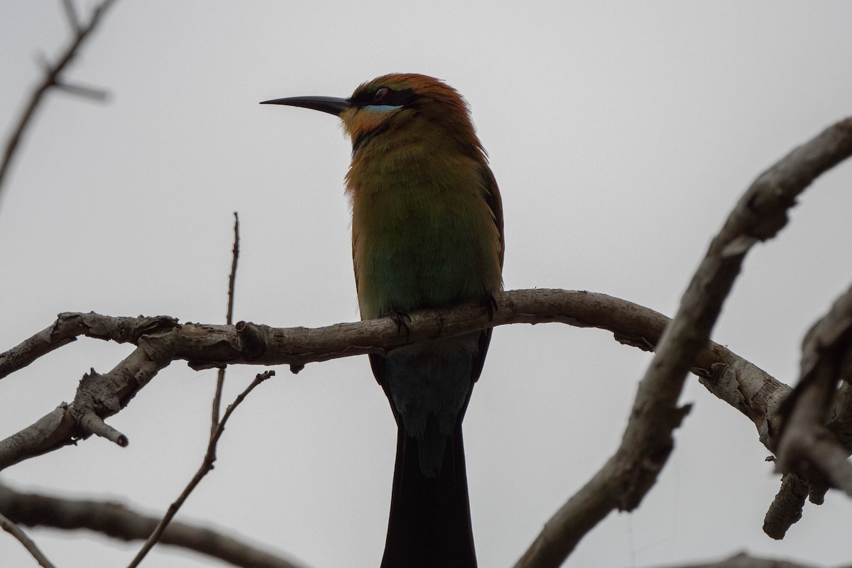 Rainbow Bee-eater - Ray Wise