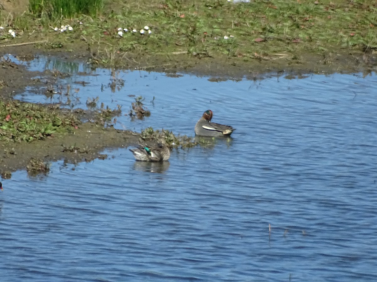Green-winged Teal - ML598073901