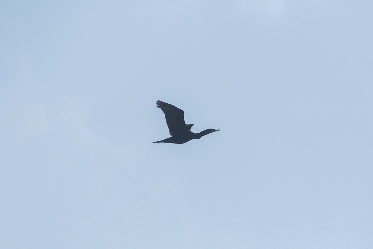 Double-crested Cormorant - ML598075591
