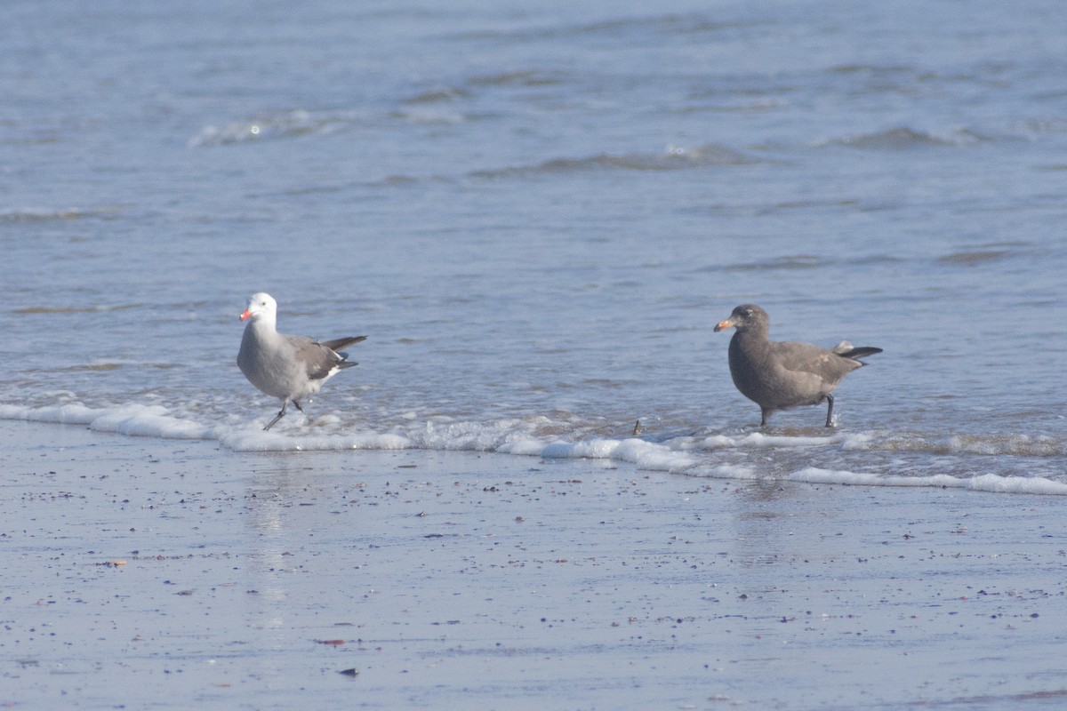 Heermann's Gull - Alex Yeghikian