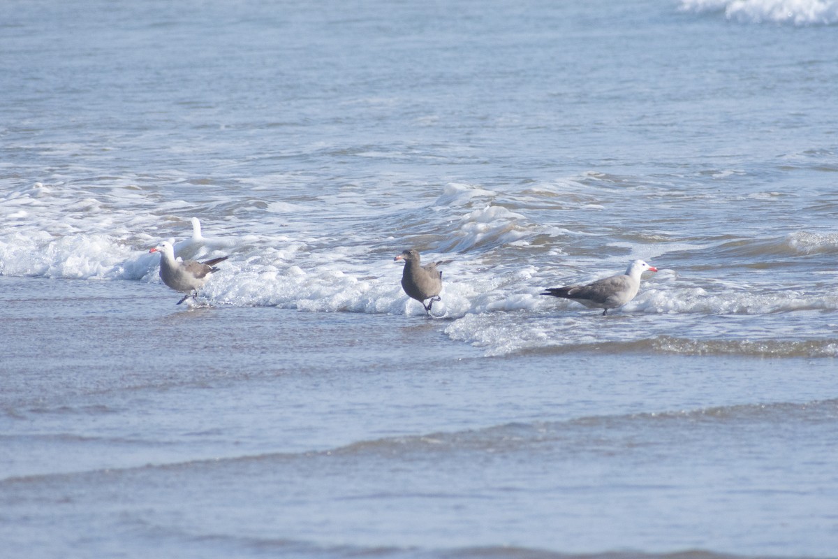 Heermann's Gull - ML598075621