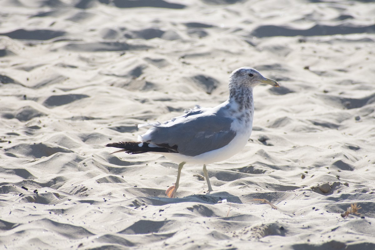 California Gull - ML598075671