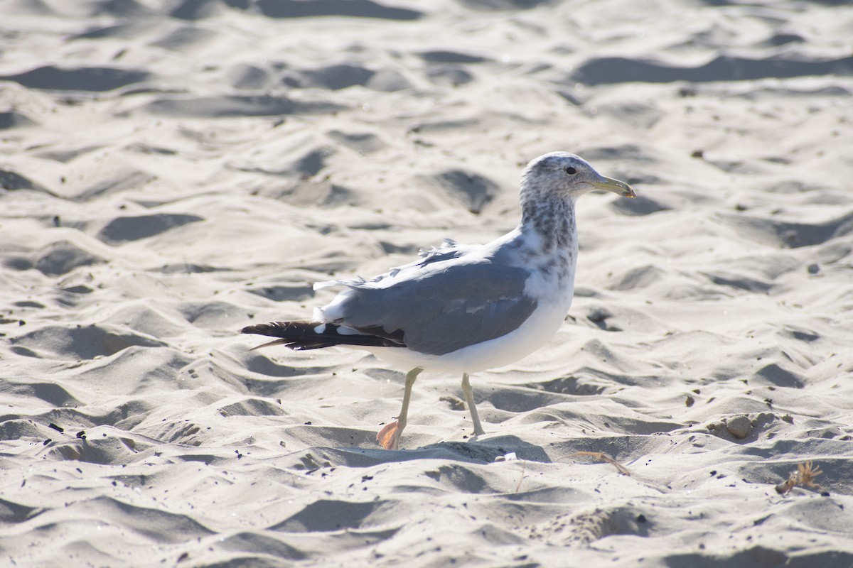 California Gull - Alex Yeghikian