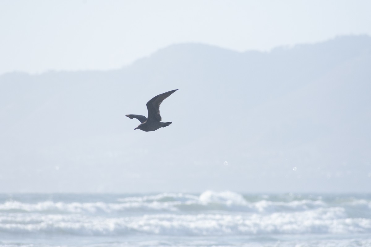 Heermann's Gull - ML598076481