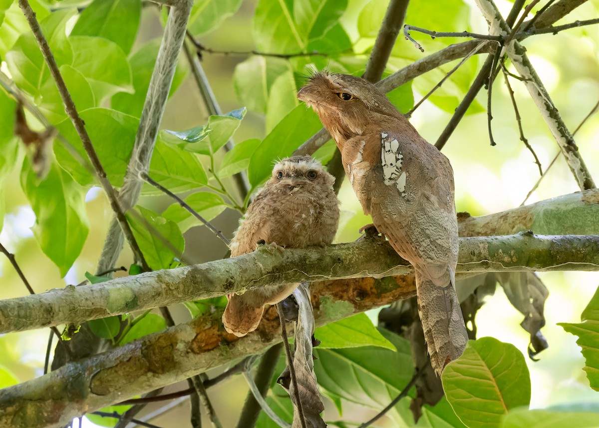 Blyth's Frogmouth (Indochinese) - Ayuwat Jearwattanakanok