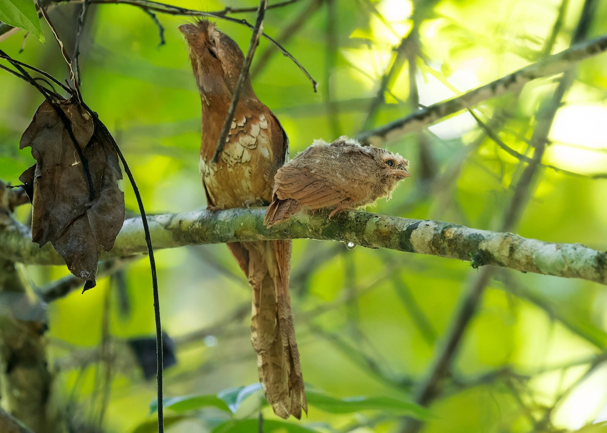 Blyth's Frogmouth (Indochinese) - Ayuwat Jearwattanakanok