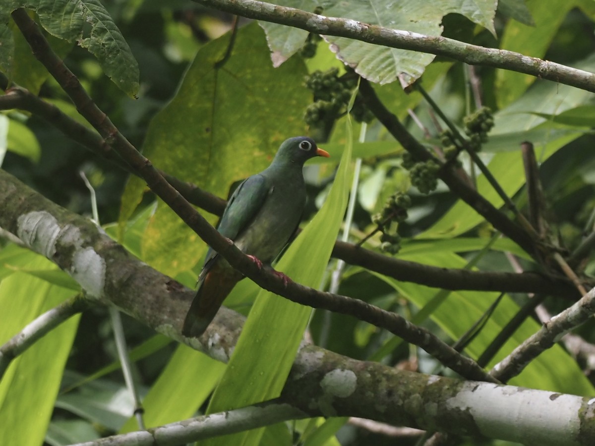 Jambu Fruit-Dove - ML598077461