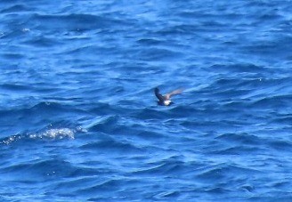Wilson's Storm-Petrel - ML598077591