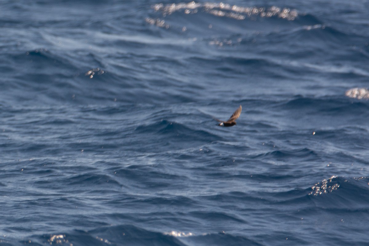 Wilson's Storm-Petrel - ML598077631