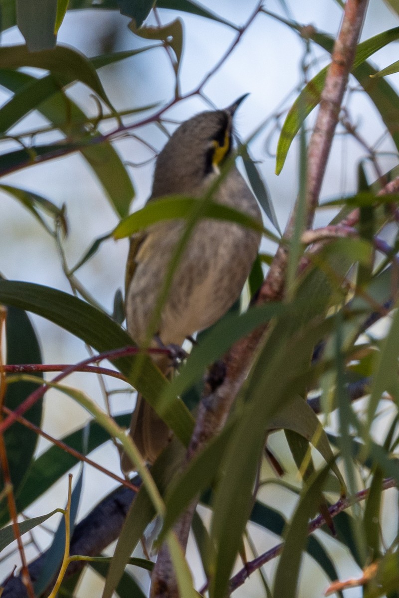 Yellow-faced Honeyeater - ML598077881