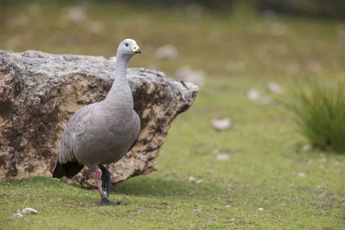 Cape Barren Goose - Michael Stubblefield