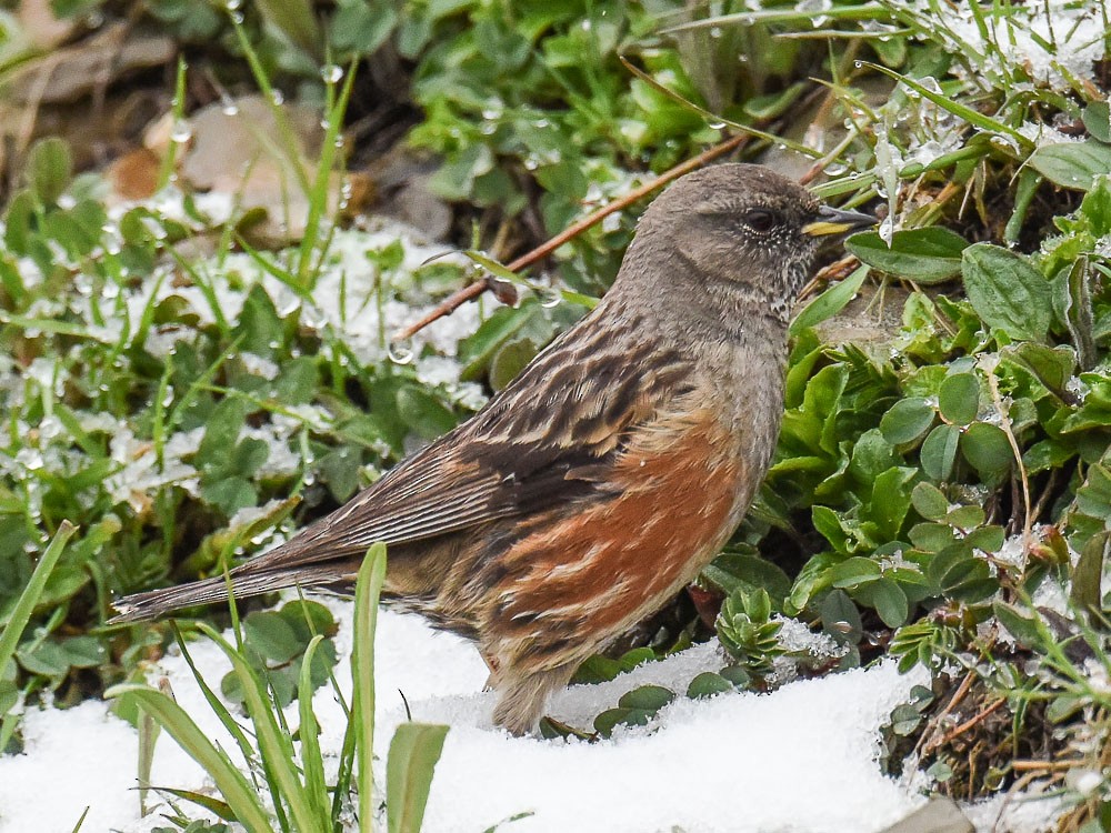 Alpine Accentor - ML598079311