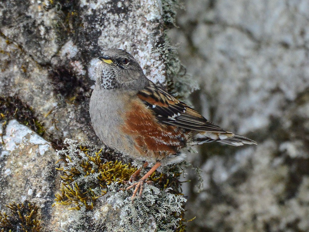 Alpine Accentor - ML598079511