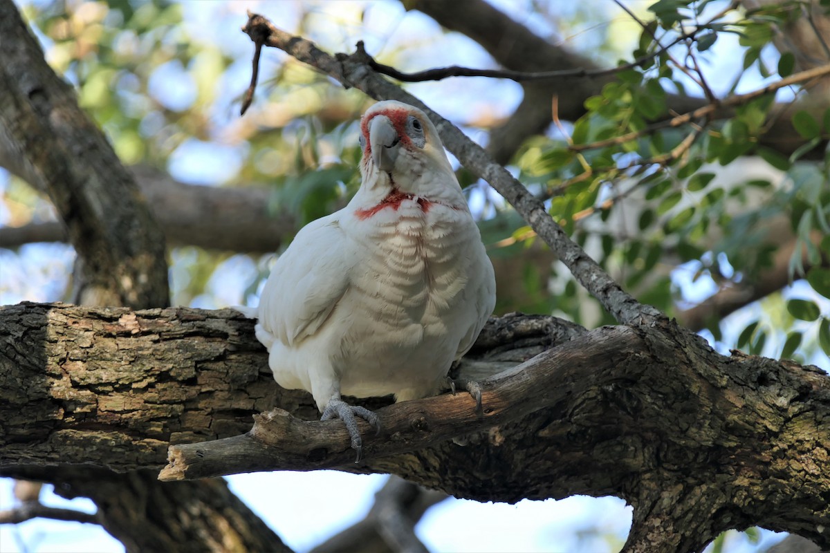 Long-billed Corella - ML598079711