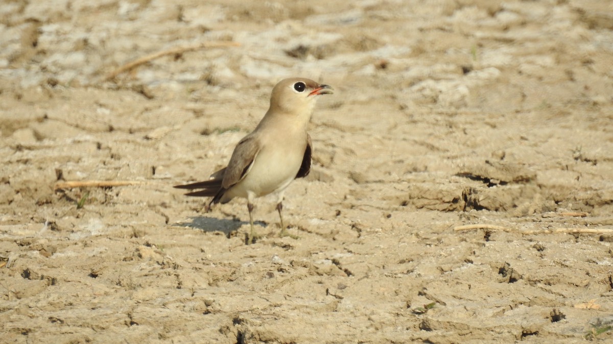 Small Pratincole - ML598080101