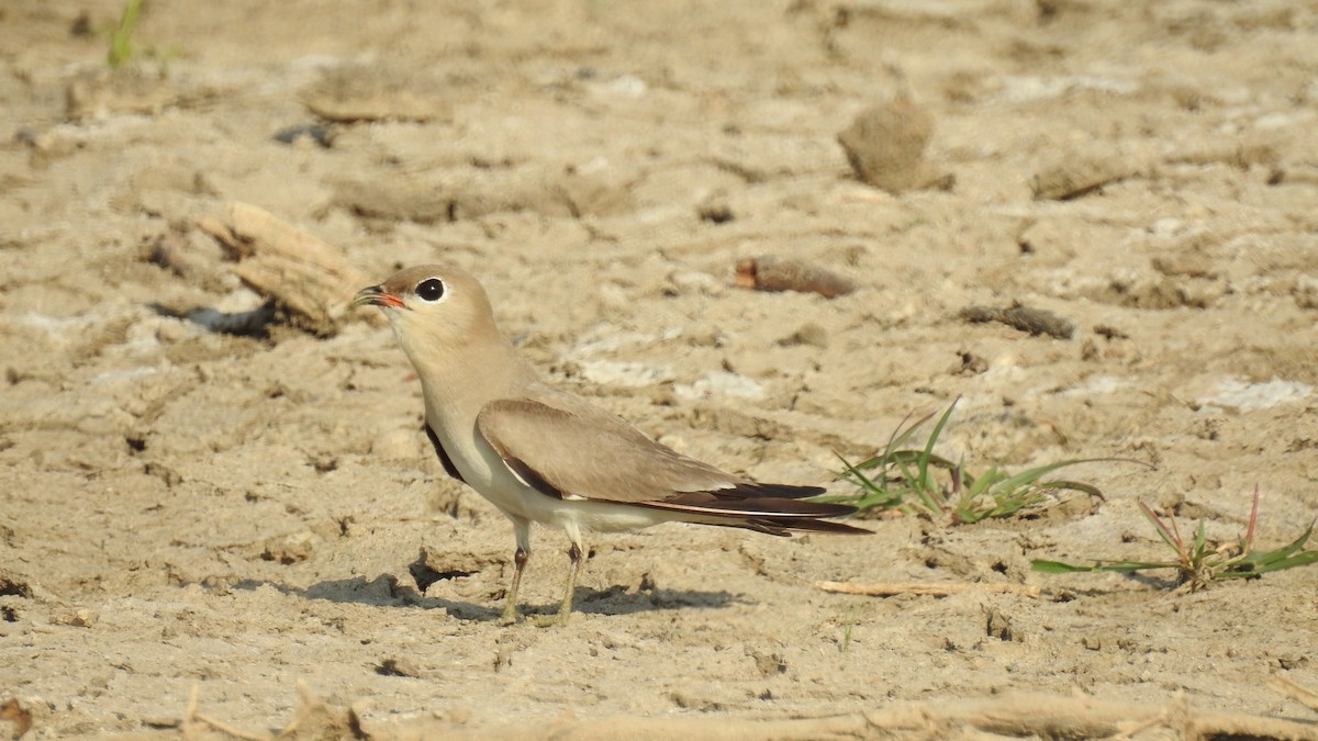 Small Pratincole - ML598080111