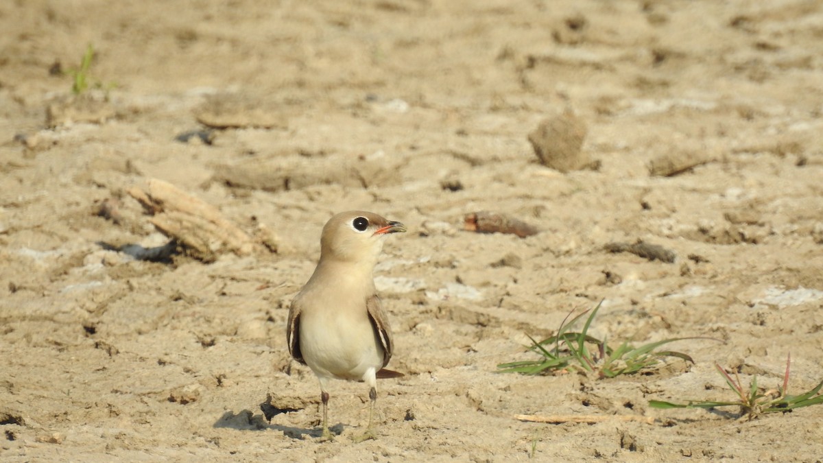 Small Pratincole - ML598080121