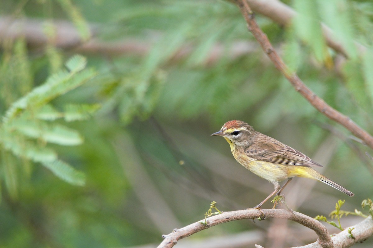 lesňáček bažinný - ML59808091