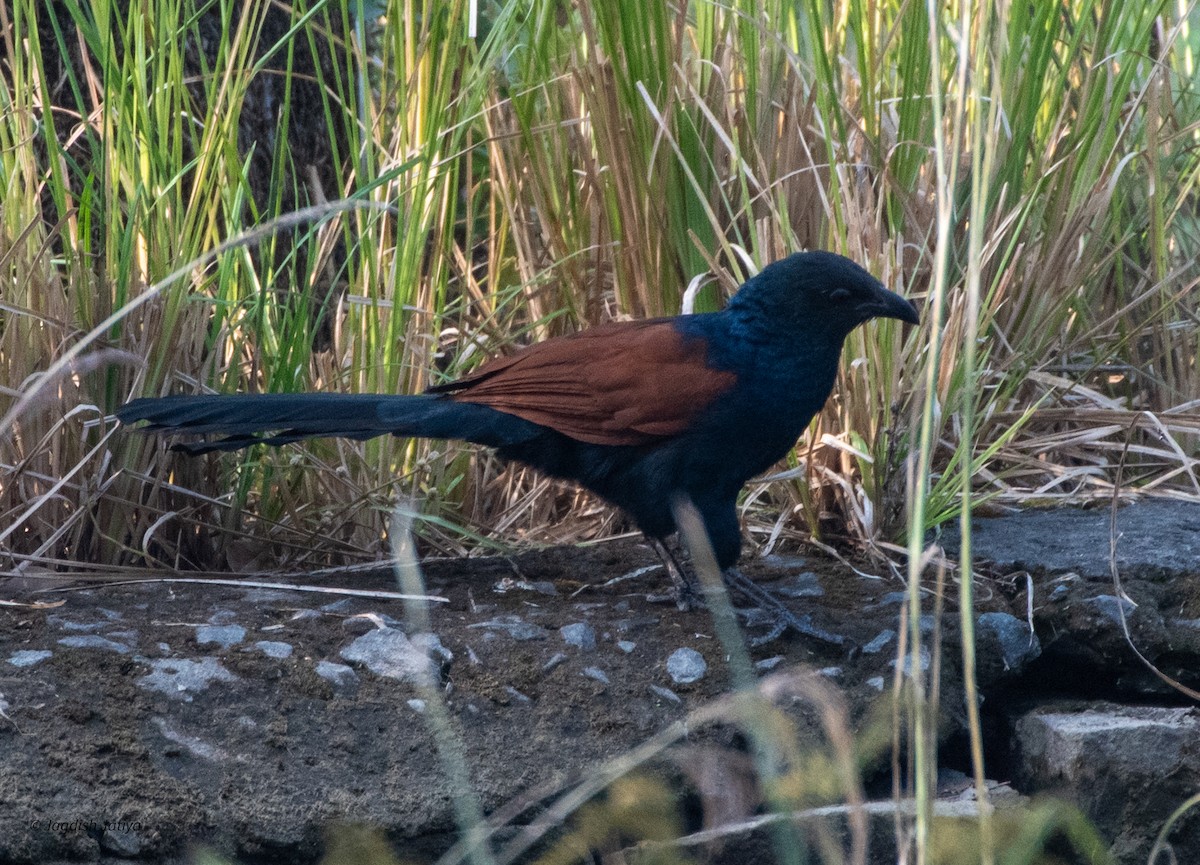 Greater Coucal - ML598080941